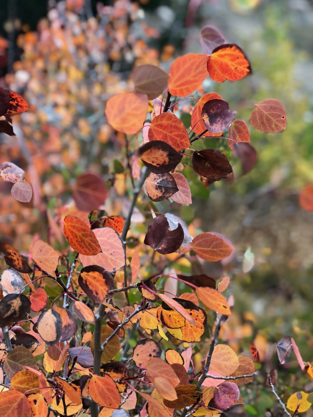 Fall Home Maintenance Tips inception-app-prod/MDRiYTdlMGQtYzNkNC00OGUzLWFjNmEtZjQyN2QxZTdjYTU2/content/2023/11/d05005bddbe327ee528d467b5b2bd706d1ede113.jpg