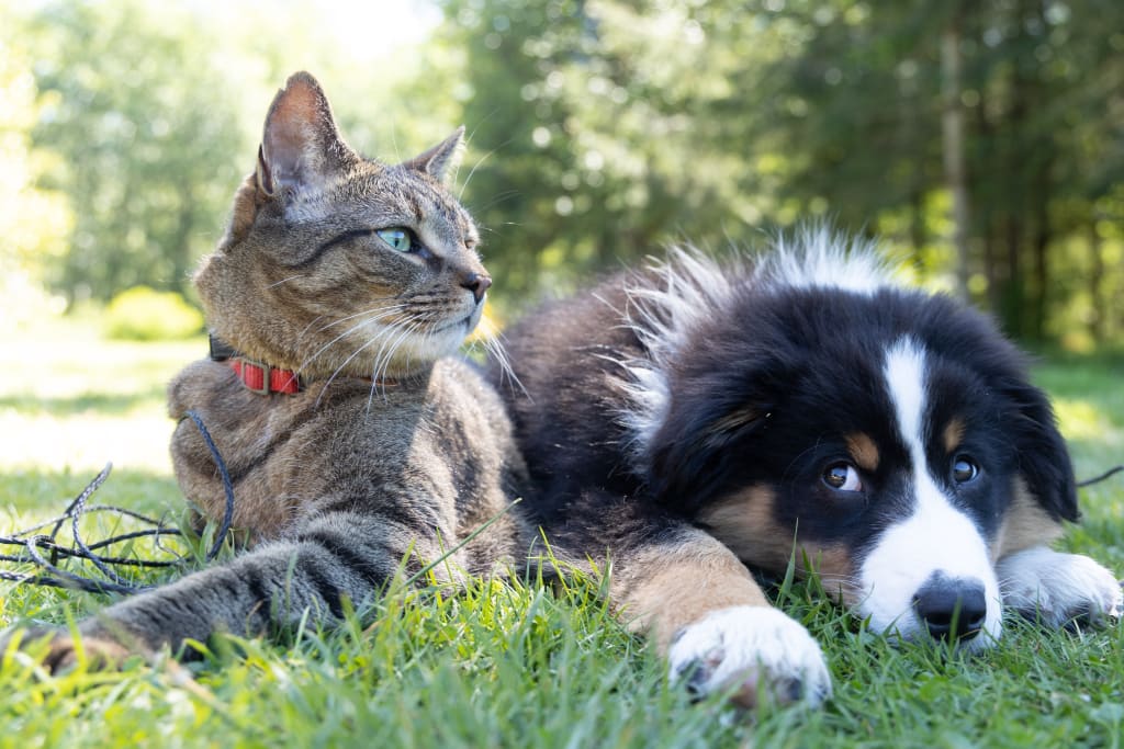 These Are the Most Pet-Friendly Cities in the U.S. inception-app-prod/MDk5N2M0YzgtNWQ0Ny00NzZkLWI1ZjItYjZmYTk5YjJmYjA3/content/2023/05/795c3e1eaee96bd7a8d5c1619fdab969d2bfb494.jpg