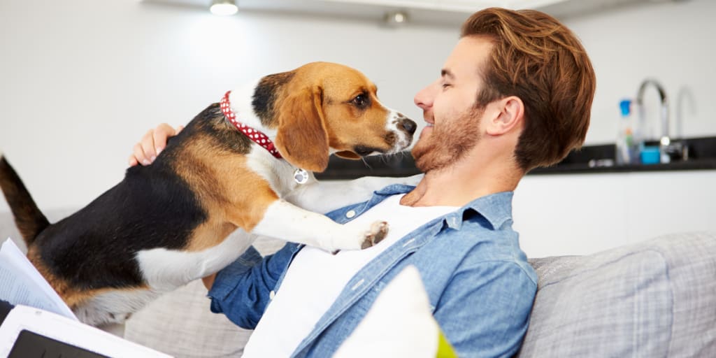 HOW TO PET-PROOF YOUR HOME inception-app-prod/MTJjMTc4YzEtY2JiYS00MTdlLWFjZDQtMDg0MGY1NDg2Mjc0/content/2024/01/3e541ca5b790f2964b8134ba58b316f489a71fdd.png