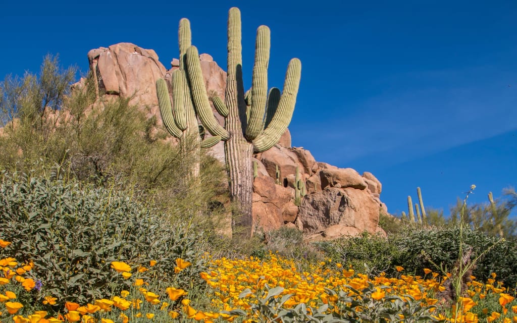 <p>North Scottsdale</p> inception-app-prod/MTQ2NTg5NDAtNTU1MS00MzczLTk0ZTktOTNmOTM1ZmZmNjcw/content/2024/01/6ca545752607fe6b28d7d6886f1e4d0cf4bf2344.jpg