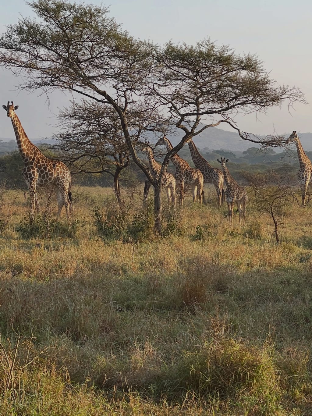 The Luxury of Stillness and South Africa inception-app-prod/MWZhYThlZmEtOWMxZi00YjYyLTlkMzctMjI1ODUxY2E5YTM3/content/2026/07/cf11048a3907318b9582265cb8898e6606ef4d86.jpg