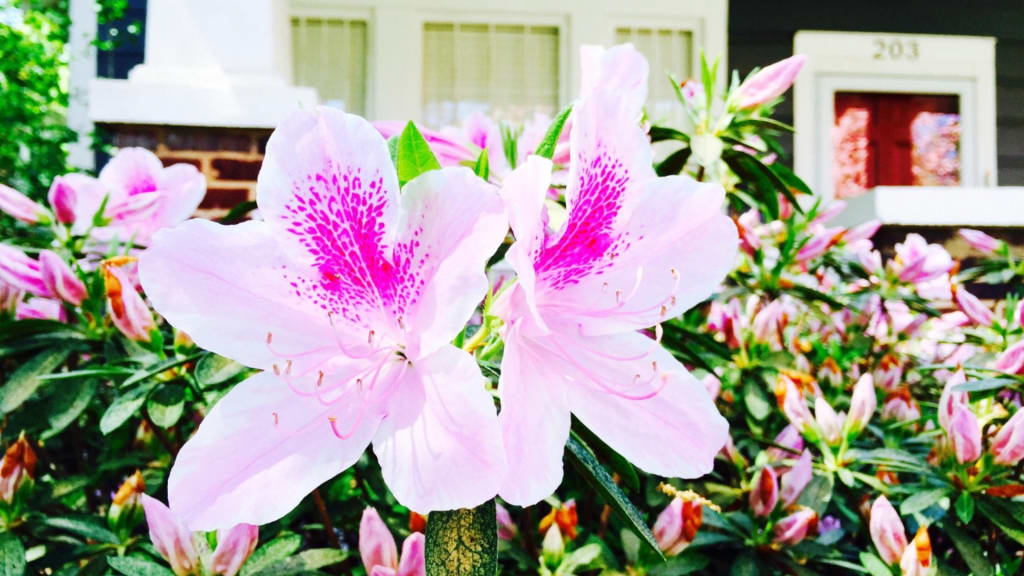 Why Spring is the Best Time to Sell Your Home (and How to Get Ready) inception-app-prod/NTBlYzFmYWYtYzA5Yi00ZTFiLWI0MzMtMzQ1ZGNlYWQyMzBm/content/2025/12/c47447656625f2c111e2c3d39d00bb76ce079352.jpg