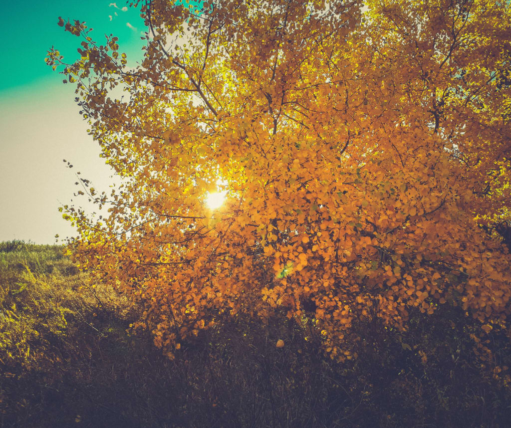 Embrace Fall's Magic: September Events Bringing Midcoast Maine to Life inception-app-prod/NzI4NWU0MGYtMjE5Zi00NjUzLTllM2QtZWQ5YWVmMDk1MWE3/content/2025/08/c6f632a0cde66872ae97a0a406a7cb115387f7ab.png