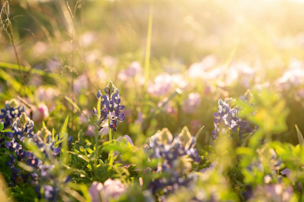 Navigating the Spring 2025 Housing Market in Texas inception-app-prod/NzRjZWE3YmUtZDU3MC00OWY3LWIyNWMtMTYxZGY4NzAxMjE0/content/2025/04/800d7249649d90826adbd2b54f4d92b804d888fb.jpg