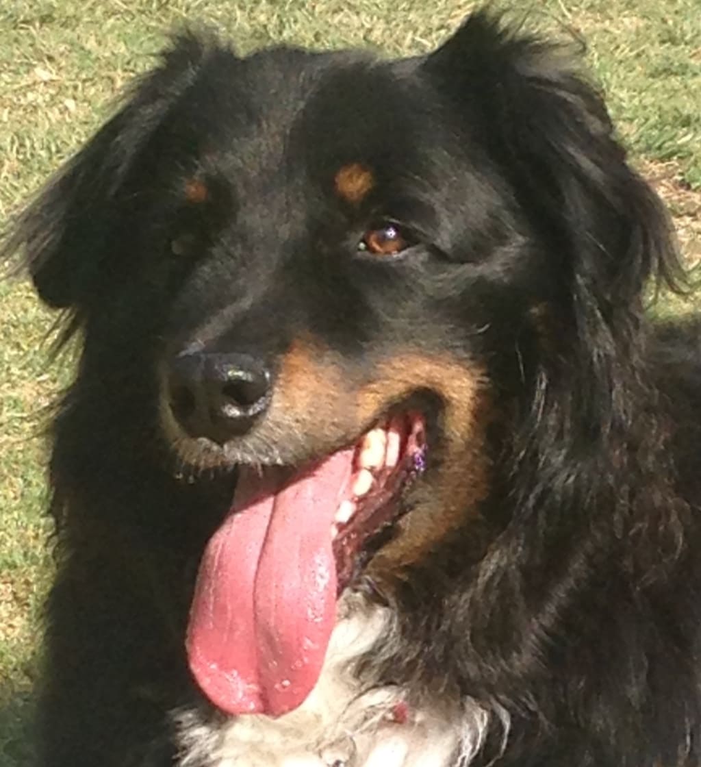 Dog Etiquette During The Home Buying/Selling Process inception-app-prod/OTEwZDhiMjMtZjlhMi00OWJjLTg2NjktMTJiMTc3MmU2MmYy/content/2017/07/bear.jpg