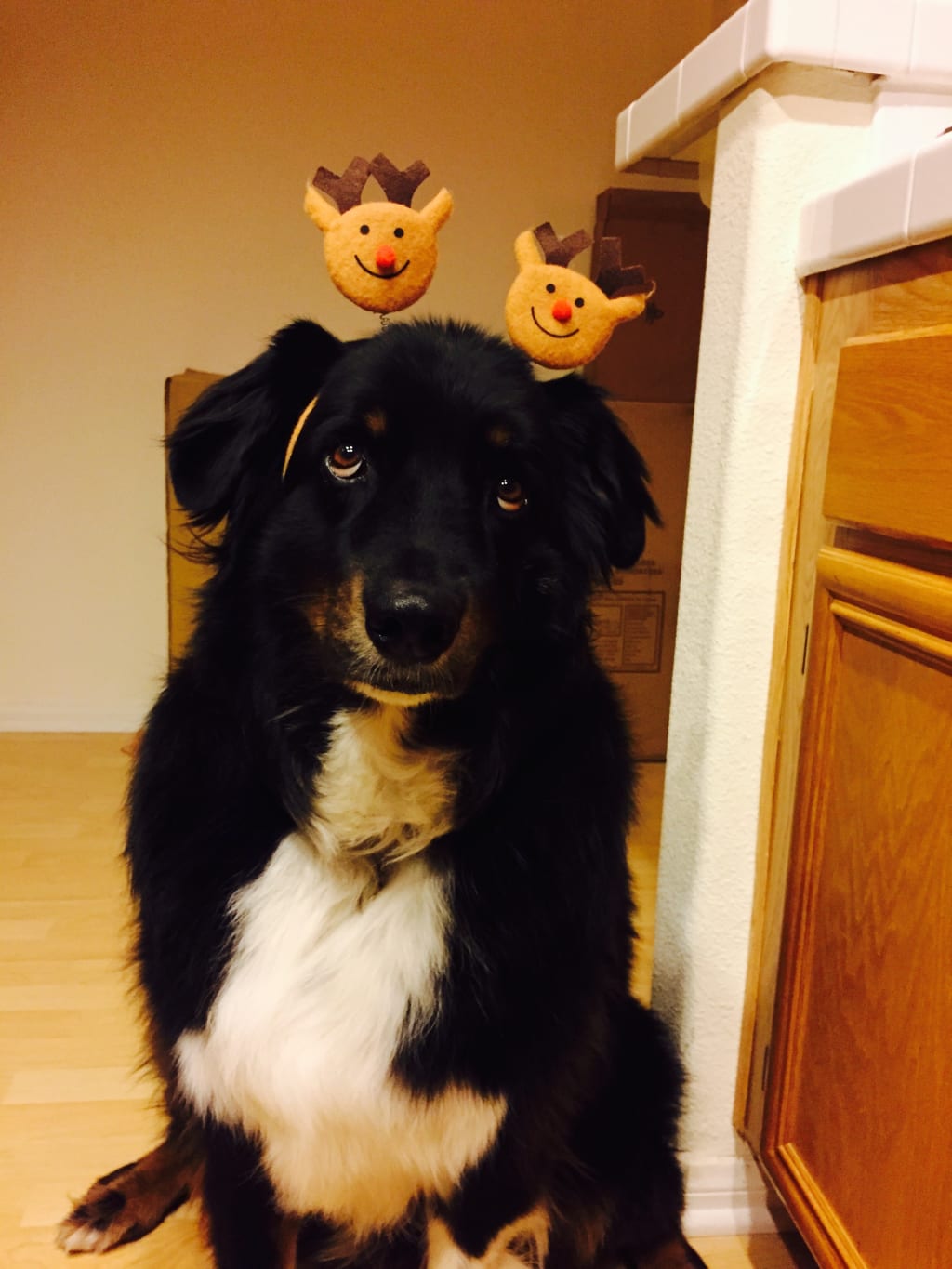 What it costs to have a pet. inception-app-prod/OTEwZDhiMjMtZjlhMi00OWJjLTg2NjktMTJiMTc3MmU2MmYy/content/2018/10/IMG_3369.jpg