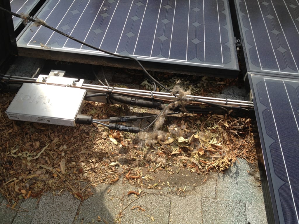 Beware the Squirrels! (Near your solar panels) inception-app-prod/YTUzNjAxNjktODNkMS00MThiLWFlYzEtMGI2YThmYjdiZmVl/content/2017/03/Squirrel-Nest-Roof-Damage-Squirrel-Nest-Solar-Revolution.jpg