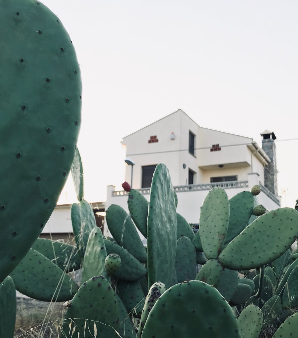 inception-app-prod/YmI4ZWFlZWEtNjUyZC00NjRhLTlkNTgtY2M2MGUyYzEwNzRi/content/2020/06/cactus-plants-grown-near-a-house-3093858.jpg