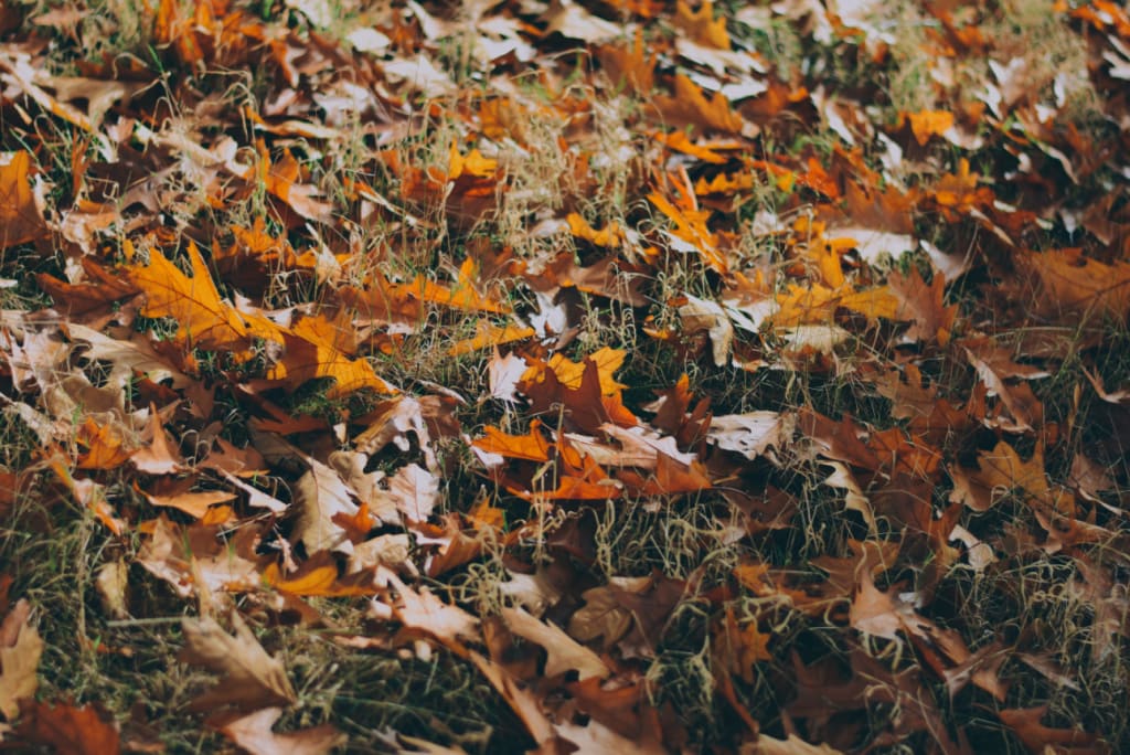 Is Fall the Right Time to Sell Your Home? inception-app-prod/YmIxYjdmNjgtOWRkNC00OGU4LTljMmQtMjRmYjg1NTVkYWQ2/content/2019/09/leaves.png