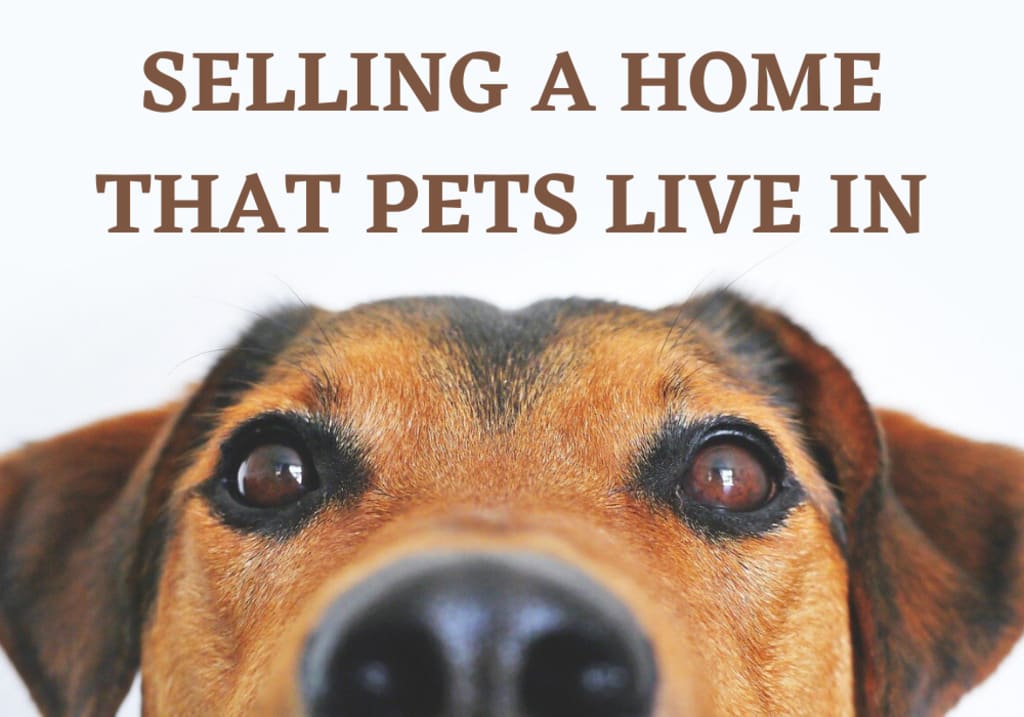 Selling A Home That Pets Live In inception-app-prod/ZDllOTY3MmMtYWVmNi00ODY3LWI0YTEtODgxOTI5NTRjMjJl/content/2023/08/118221e7c05ead3f4a96064ecc8e756c6ba09178.png