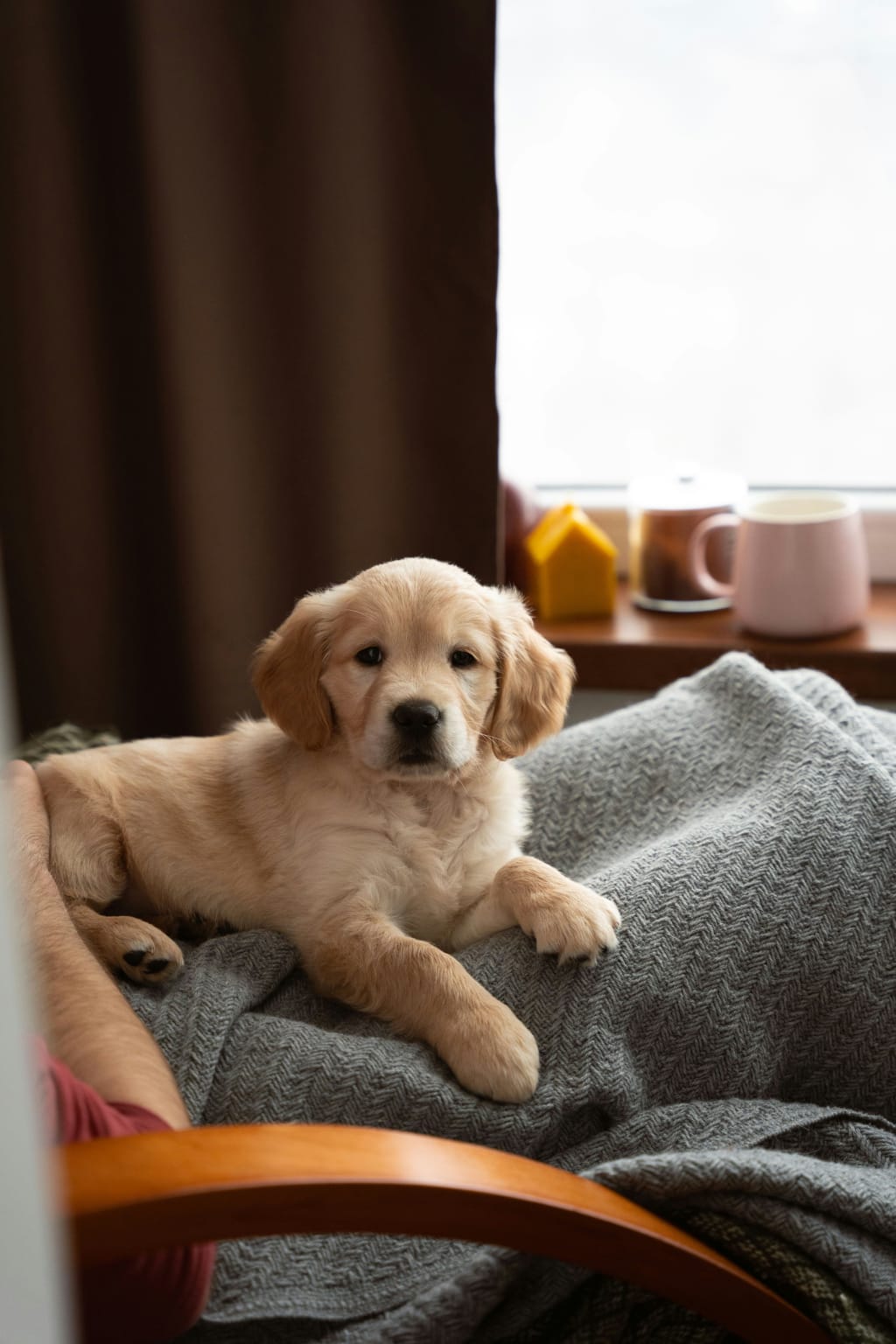 Finding the Perfect Pet-Friendly Home: Tips for You and Your Furry Friends inception-app-prod/ZGQwNTZlNzItYWFiYy00YTM1LWFlOTYtZmQ4ZGQwNjFjZjMx/content/2025/09/b5ec4a0169158a92f840e8621d234ba70eee0356.jpg