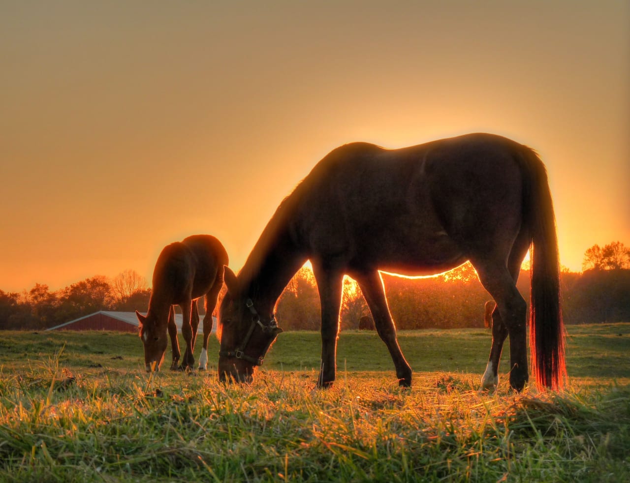 Living in Colts Neck inception-app-prod/M2VlZmVhMDctNGMzOC00ODdhLWJjNzItMjU3OWNjMDI5OGIy/content/2017/08/colts neck horse-2.jpg