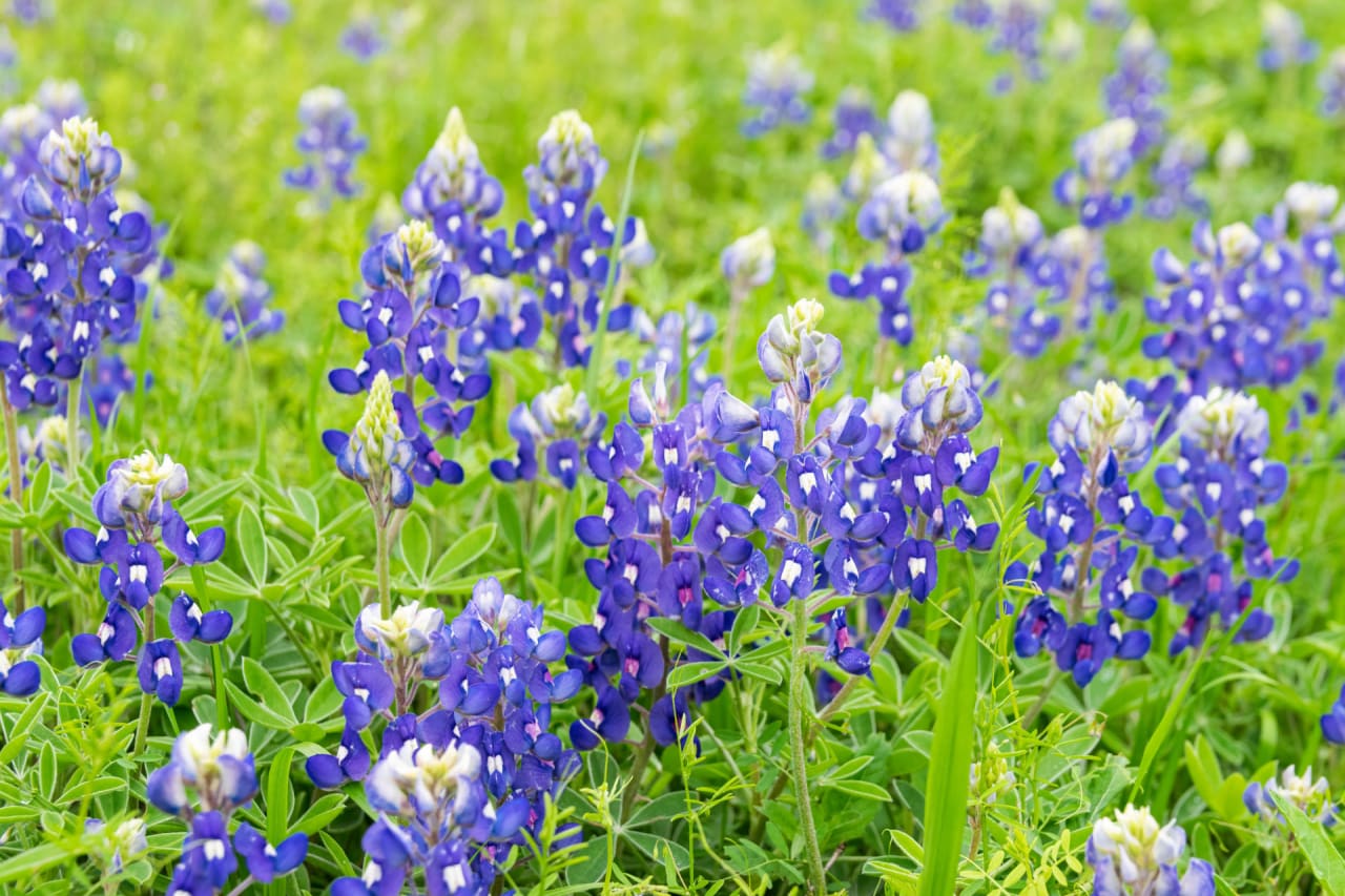 Euless inception-app-prod/MDgwNmNiOWYtMWZjZi00NzI4LTk2ZTAtYjFjY2VmM2UyMzM5/content/2021/08/shutterstock_1675642468.jpg