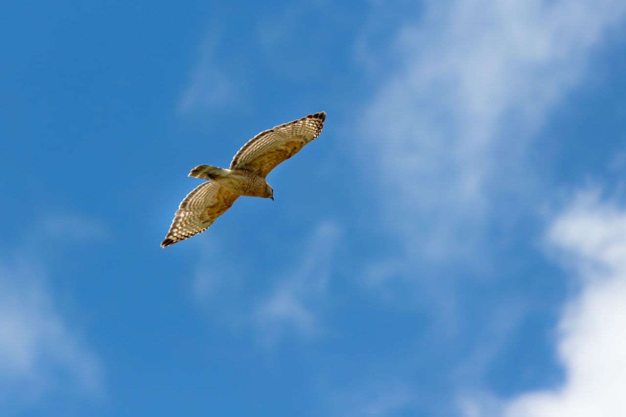 Colleyville inception-app-prod/MDgwNmNiOWYtMWZjZi00NzI4LTk2ZTAtYjFjY2VmM2UyMzM5/content/2021/08/stephanie-leblanc-s-L-thUGhNY-unsplash.jpg