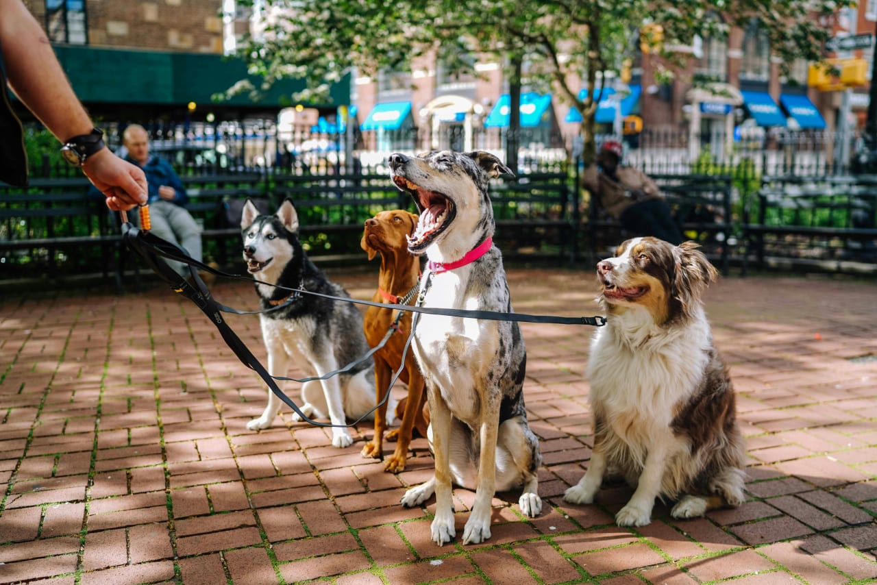 Pet Friendly Knoxville inception-app-prod/MjdhY2FlOGEtY2FjNC00ZDI3LTgyMTQtZWEwZGJlOWMzNmE3/content/2024/02/907be3b9402798b07b3935888ec9ffe358d7b053.jpg