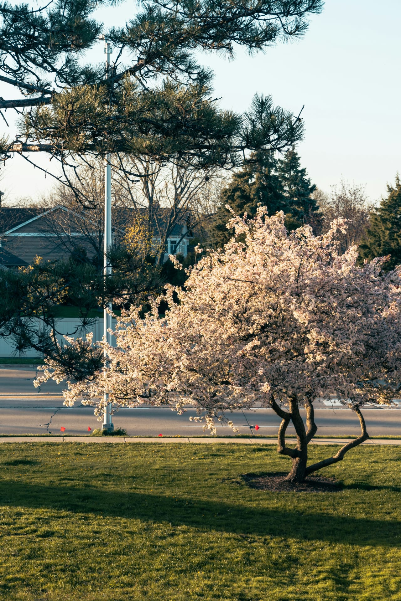 Arlington Heights inception-app-prod/NWRmZTMzNGEtZmMyMS00YTI3LWJkZjQtMTQ2ZDljODAyYjY1/content/2026/02/d8bc72bd42d937ea9c3b8ae8a2900e7c667d94f6.jpg