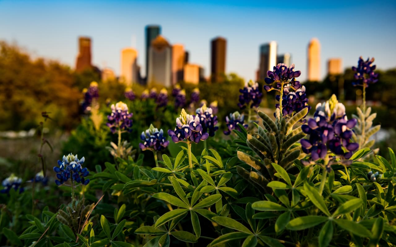 South Texas- Houston inception-app-prod/NmUzMTdkM2ItNDA2ZC00YzllLWFiYjAtMmJmMTgxMTBkN2Zk/content/2026/06/3a6652c04950e5c9e5a785655973bb6dc7fe4bbf.jpeg