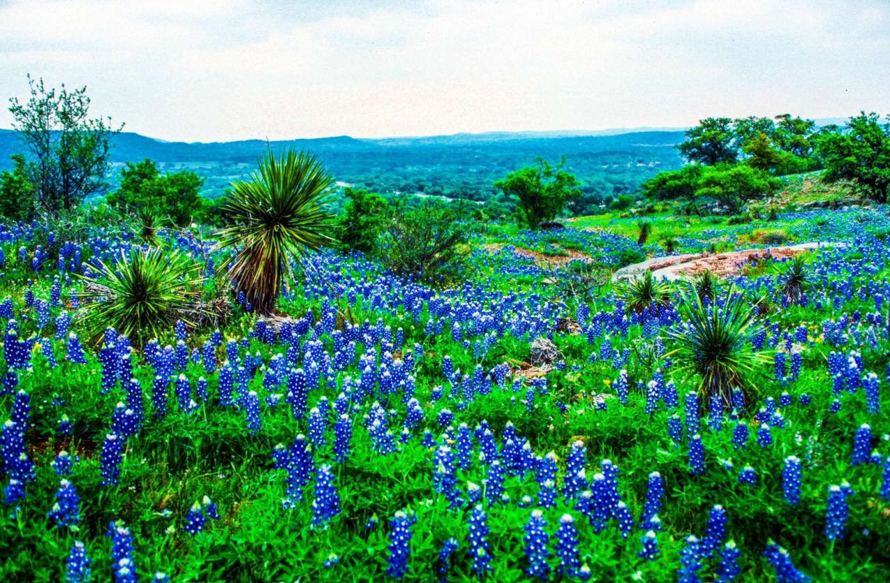 New Braunfels inception-app-prod/NmZjZDE4ZTQtYThhYi00YzQzLTk5ODMtOWRkNWI2MjA0OWY4/content/2023/08/1c4db83ae10ce3a652a49ee9fdf73c5d11dc6f63.jpg