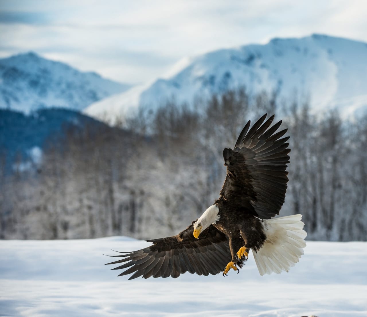 Bald Eagle inception-app-prod/ODljMDQxNjctNmM1MC00ZmYxLWE0ZTgtZjI3YmEzODBkOTFi/content/2021/02/where-to-see-bald-eagles-in-pa-2.jpg