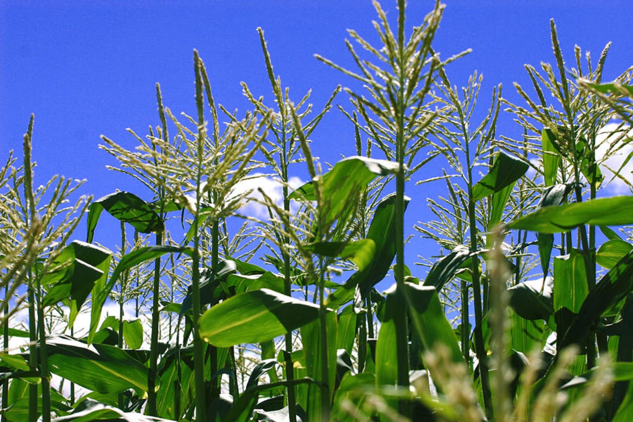 Illinois Valley inception-app-prod/OGM1OTkxZTktZWU1MC00YzMwLThhZjctYTQzYmQxZTdlMDYz/content/2019/01/corn-stalks-jonalynn-hansen.jpg