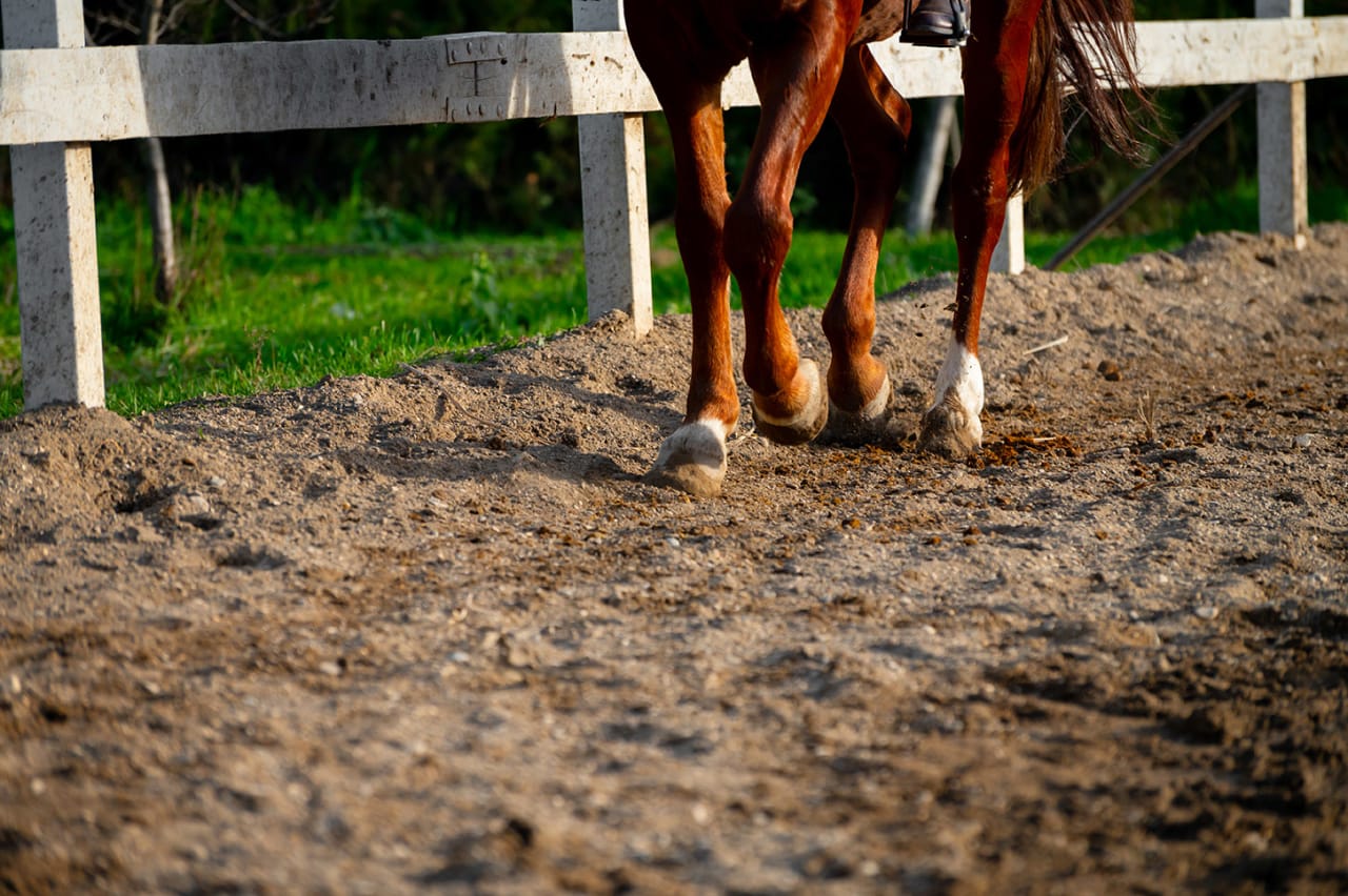Homes with Outdoor Arenas Listed Now inception-app-prod/YWNkMmRlMjAtY2RkOC00NDU3LTkxMTctYjI3MTA5OGQzNWE0/content/2026/03/bf3d88ca2eef42b71dd14db42778a8c33d6929dc.jpg