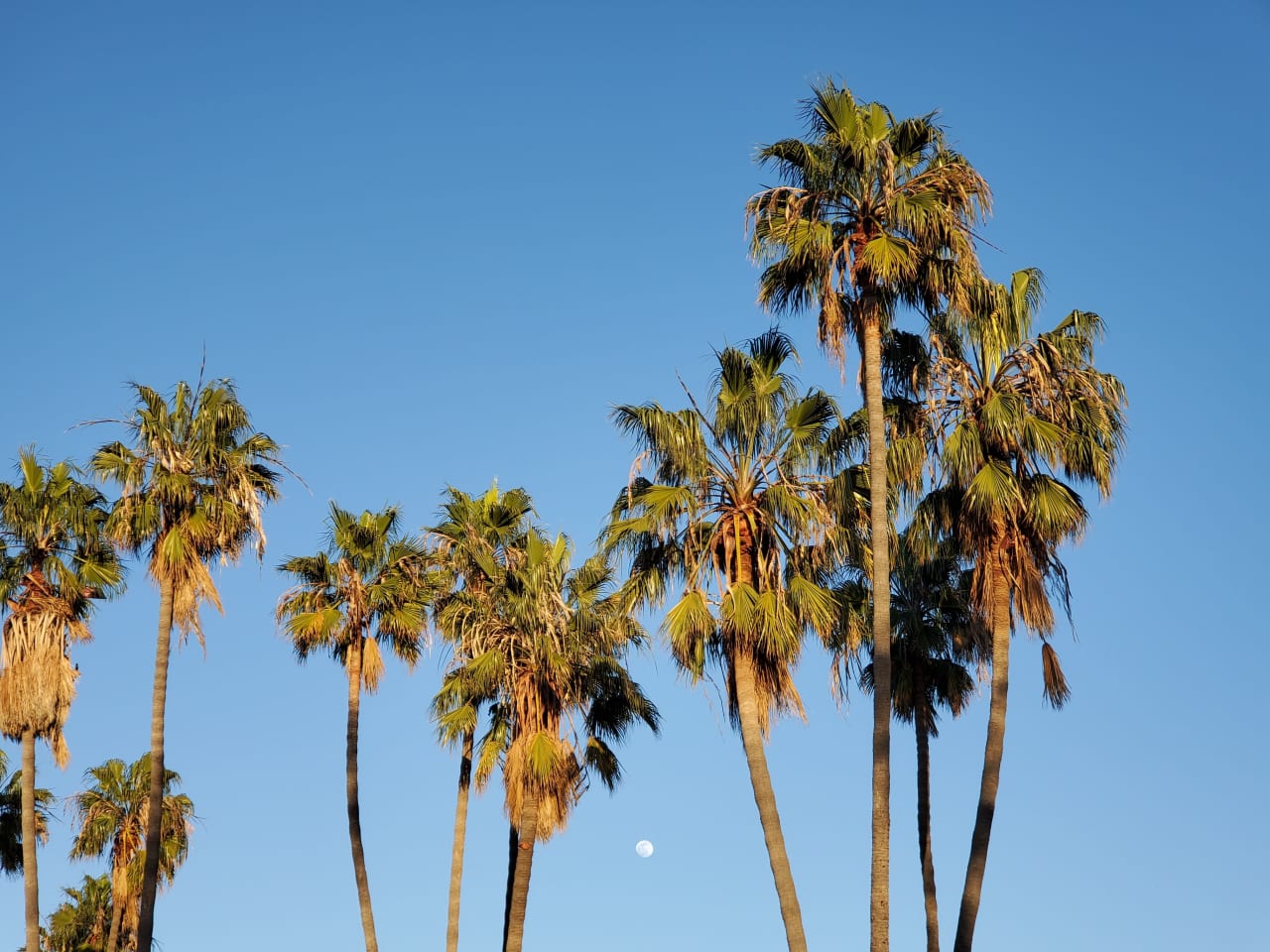 Encinitas inception-app-prod/YjA2NDBiZTAtZGM4NC00MzY0LWE3YzAtZjg0ZDY2Y2NlZmZm/content/2021/08/20210126_164622.jpg