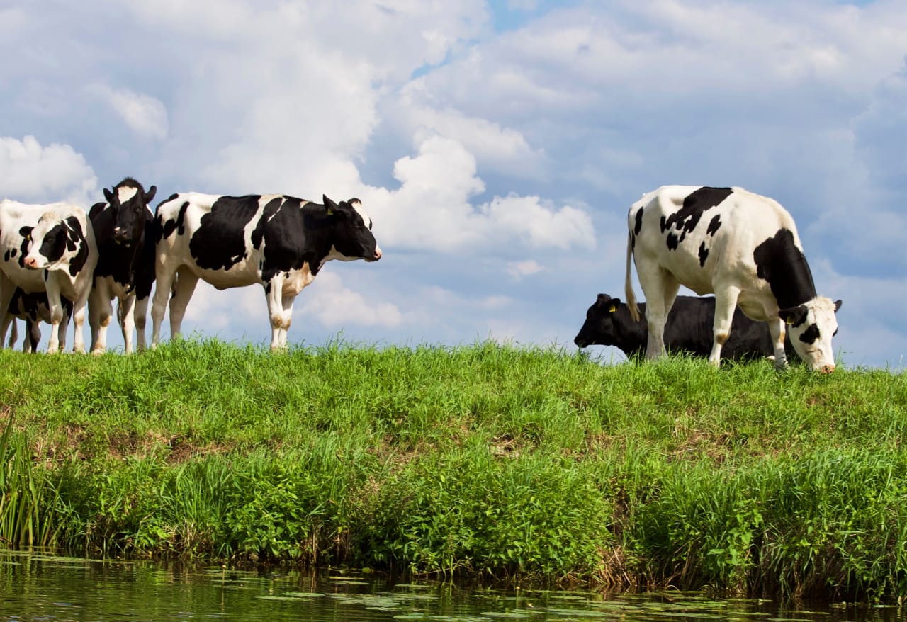 Oregon Department of Agriculture inception-app-prod/ZmFmNmJjNDItMjI0Zi00Y2FjLTgwOTctNTc5MGJjZDYzYWI2/content/2021/07/cows-on-farm-against-sky-325257%281%29.jpg