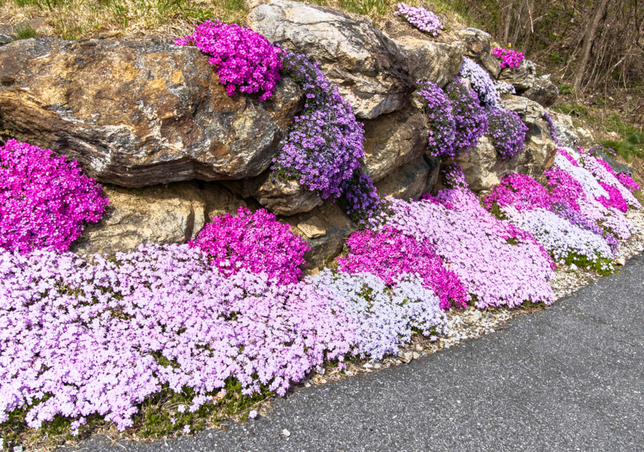 <p>Mount Soma Photo Gallery</p> inception-app-prod/ZjczNTUxMGUtNWMzOC00N2E0LWJkOTUtMTIyMDZhZTViY2E0/content/2022/04/e1b211cfe96dc3683fc20a0f0a507a04802b40ff.jpg