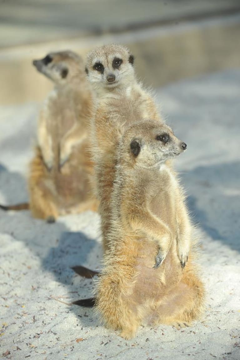 <p>4. The Living Desert</p> inception-app-prod/MTExNzI4M2ItMjVkNC00Y2M0LWJmZjAtOGI0ZTUwMDVmNzNh/content/2023/01/2d9214348d793bc1af0f54dc055cc6124509c881.jpg