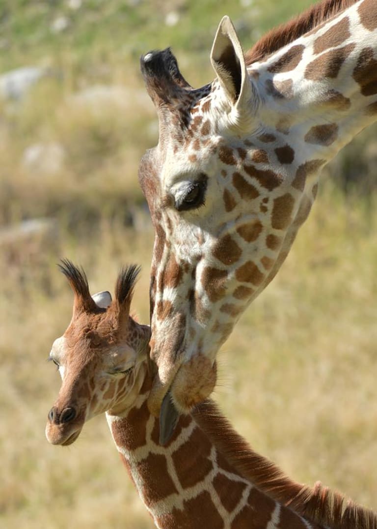 <p>4. The Living Desert</p> inception-app-prod/MTExNzI4M2ItMjVkNC00Y2M0LWJmZjAtOGI0ZTUwMDVmNzNh/content/2023/01/3667fbeab1a9fe833ce976c7749d56f1c04d7f38.jpg