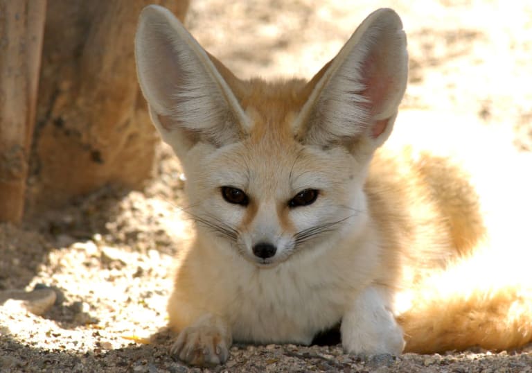 <p>4. The Living Desert</p> inception-app-prod/MTExNzI4M2ItMjVkNC00Y2M0LWJmZjAtOGI0ZTUwMDVmNzNh/content/2023/01/496bc1660c8688bb5dcc68a73bd00a6160a5e22d.jpg