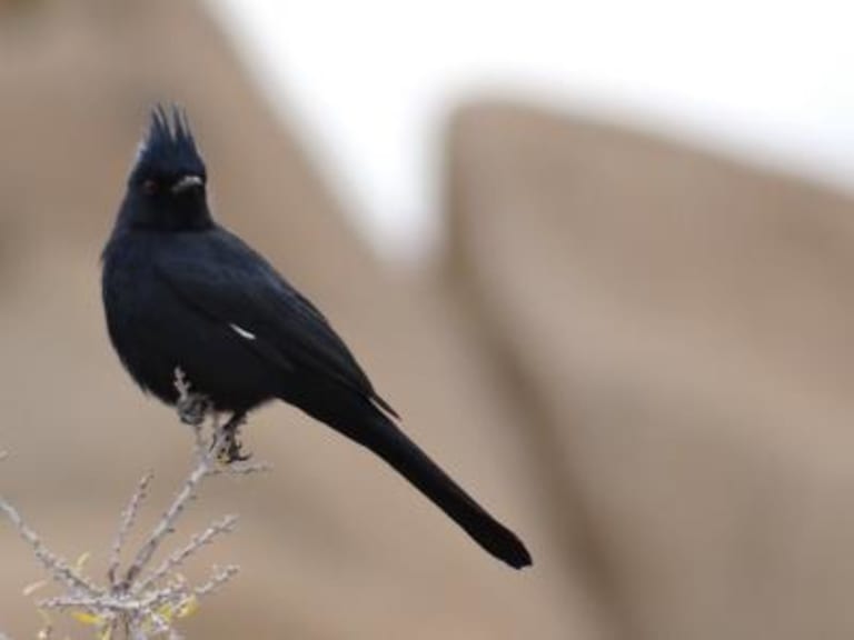 1. Coachella Valley Preserve inception-app-prod/MTExNzI4M2ItMjVkNC00Y2M0LWJmZjAtOGI0ZTUwMDVmNzNh/content/2023/01/6e676d0062a9e50195bf9a02dd8f5ae3880d9e74.jpg