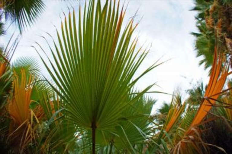 1. Coachella Valley Preserve inception-app-prod/MTExNzI4M2ItMjVkNC00Y2M0LWJmZjAtOGI0ZTUwMDVmNzNh/content/2023/01/752cbc183bd5d52a80f6e70aa6f46d16270e6c82.jpg