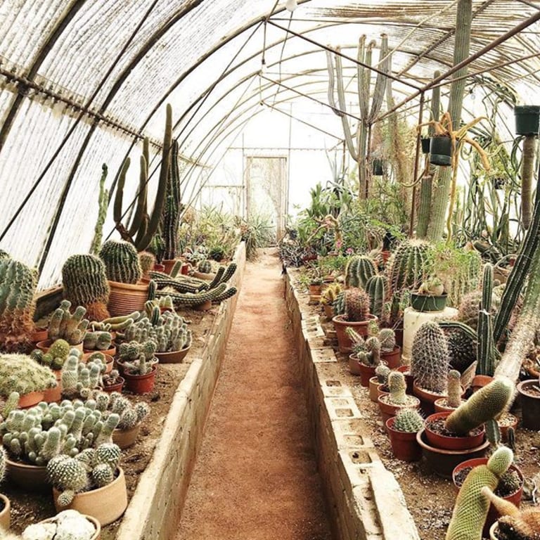 <p>5. Moorten Botanical Garden</p> inception-app-prod/MTExNzI4M2ItMjVkNC00Y2M0LWJmZjAtOGI0ZTUwMDVmNzNh/content/2023/01/7e6c366af9995edb0d998746cfa746bcc673f8a8.jpg