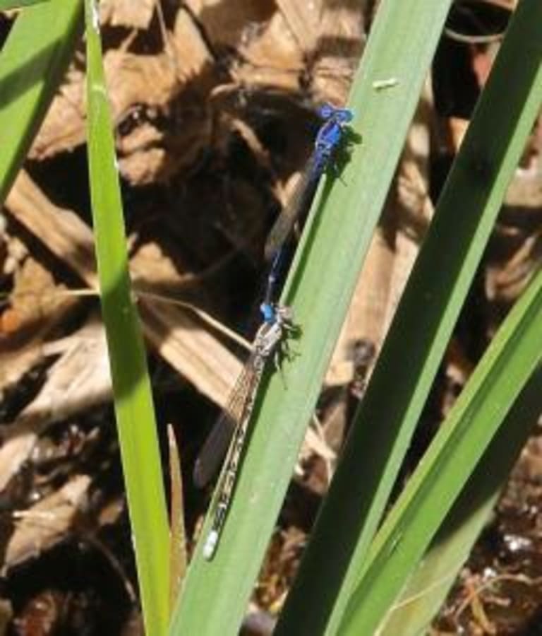 1. Coachella Valley Preserve inception-app-prod/MTExNzI4M2ItMjVkNC00Y2M0LWJmZjAtOGI0ZTUwMDVmNzNh/content/2023/01/8075c3773c5e3167d419983e12b75fcfa804affc.jpg