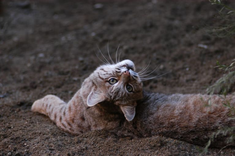 <p>4. The Living Desert</p> inception-app-prod/MTExNzI4M2ItMjVkNC00Y2M0LWJmZjAtOGI0ZTUwMDVmNzNh/content/2023/01/983e3dc46f23493c87476323e126446676fe1689.jpg