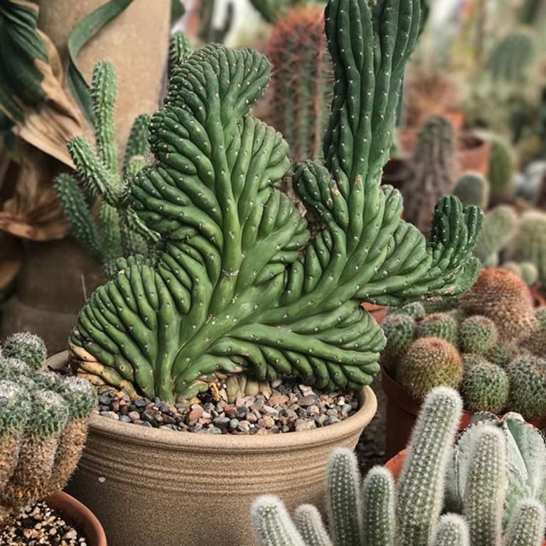 <p>5. Moorten Botanical Garden</p> inception-app-prod/MTExNzI4M2ItMjVkNC00Y2M0LWJmZjAtOGI0ZTUwMDVmNzNh/content/2023/01/9ed9a71dc3d2775777c0a5ca644e8389c01103d5.jpg