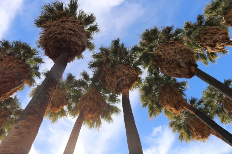 2. Indian Canyons inception-app-prod/MTExNzI4M2ItMjVkNC00Y2M0LWJmZjAtOGI0ZTUwMDVmNzNh/content/2023/01/bdef924fcbb1f2250f8521bf77a8ea64dbeb580c.jpg