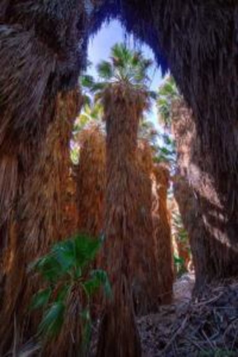 1. Coachella Valley Preserve inception-app-prod/MTExNzI4M2ItMjVkNC00Y2M0LWJmZjAtOGI0ZTUwMDVmNzNh/content/2023/01/bf6de7de04029515986111fe6c9e212bdb16be4f.jpg