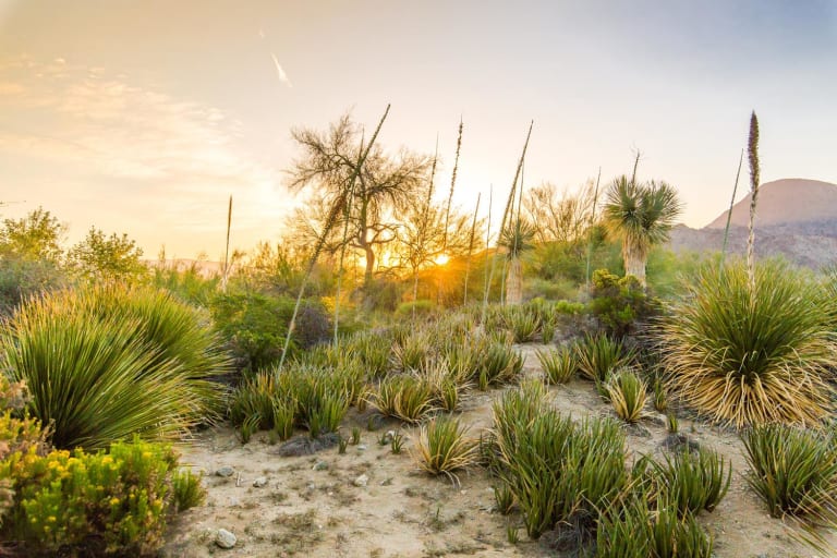 <p>4. The Living Desert</p> inception-app-prod/MTExNzI4M2ItMjVkNC00Y2M0LWJmZjAtOGI0ZTUwMDVmNzNh/content/2023/01/f30f16606cbc14b82dc6041cdfa31251e4de91aa.jpg