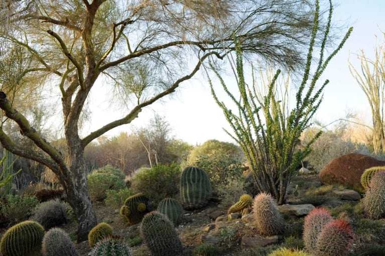 <p>4. The Living Desert</p> inception-app-prod/MTExNzI4M2ItMjVkNC00Y2M0LWJmZjAtOGI0ZTUwMDVmNzNh/content/2023/01/f8a7af94574e0fc9bd7c73730ba3a09163095129.jpg