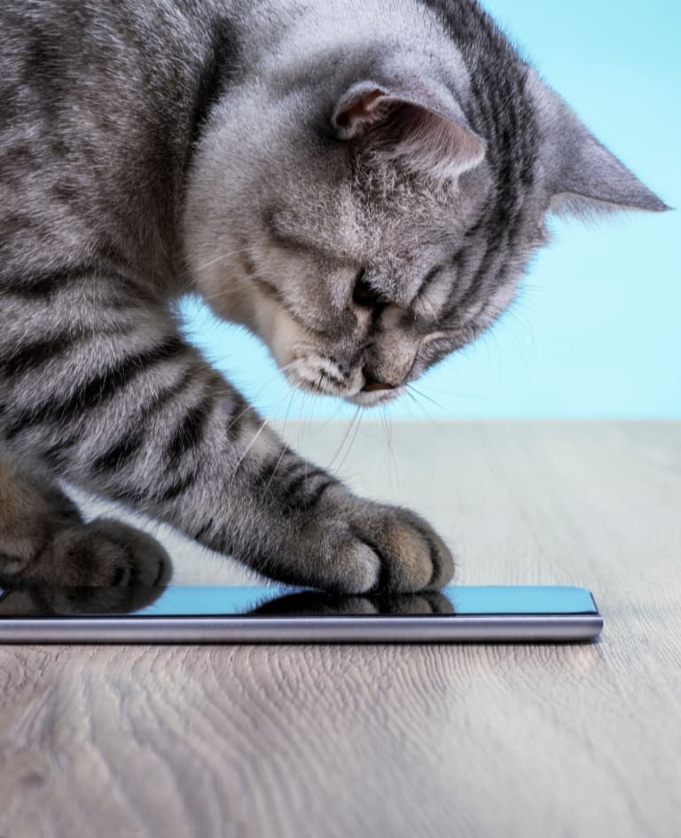inception-app-prod/MTc1NjMyNDItNWY0NC00MjUxLTliN2ItNmI2YzBhYTc2NjAy/content/2020/11/contactcat2-2-2-2.png