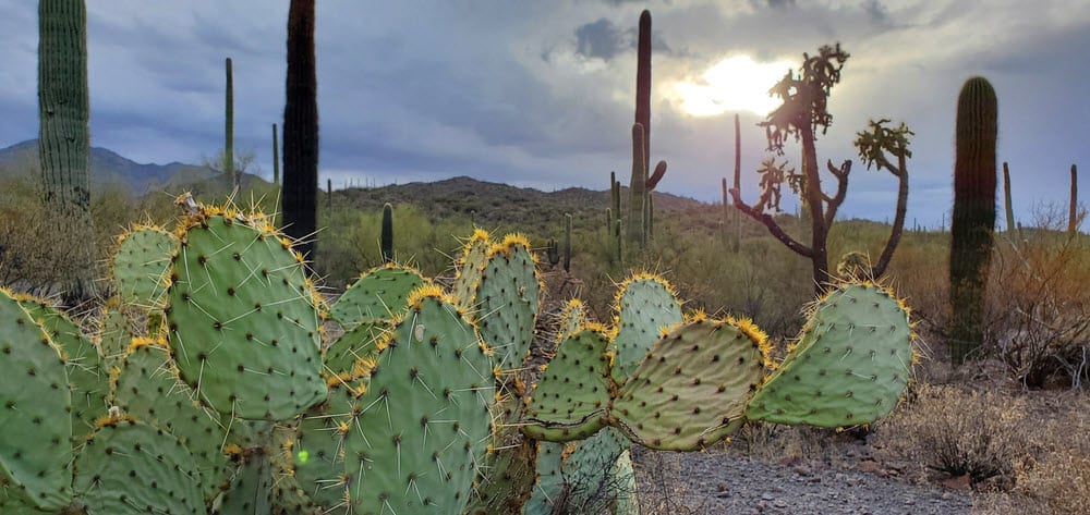 🏜️ Phoenix Home Prices Over the Past Year: Cooling, Not Crashing inception-app-prod/M2Y0NzM4NmUtY2YxMC00OTJjLTg3YjYtMWE0YmIyMzhiYjNj/content/2025/10/d98d5e3f124e3e45933525baeca41f1b762a5f2f.jpg