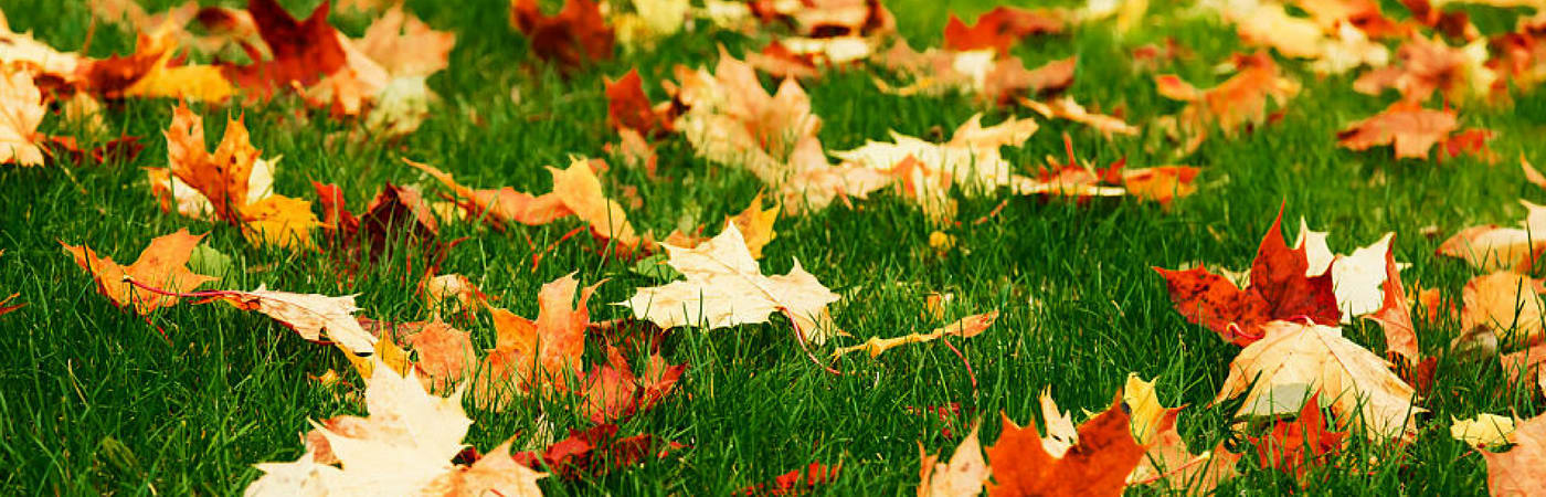 inception-app-prod/M2ZiYTZhMWEtNjY5OC00MGQxLWEyN2YtNjVhZTE4MWFjOGUz/content/2016/10/leaves_header-1400x450.png