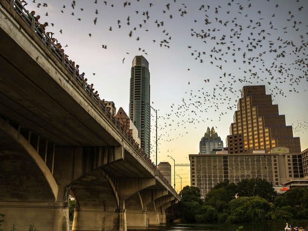 inception-app-prod/M2ZiYTZhMWEtNjY5OC00MGQxLWEyN2YtNjVhZTE4MWFjOGUz/content/2017/02/Austin-downtown-skyline-bats-Congress-Bridge_174342 %281%29.jpg