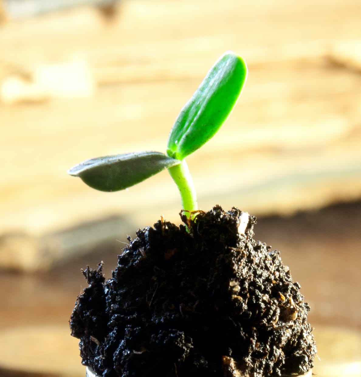 Going Green: 7 Energy-Saving Tricks inception-app-prod/MDRiYTdlMGQtYzNkNC00OGUzLWFjNmEtZjQyN2QxZTdjYTU2/content/2021/06/golden-coins-in-soil-with-young-plant-money-growt-1618316.jpg