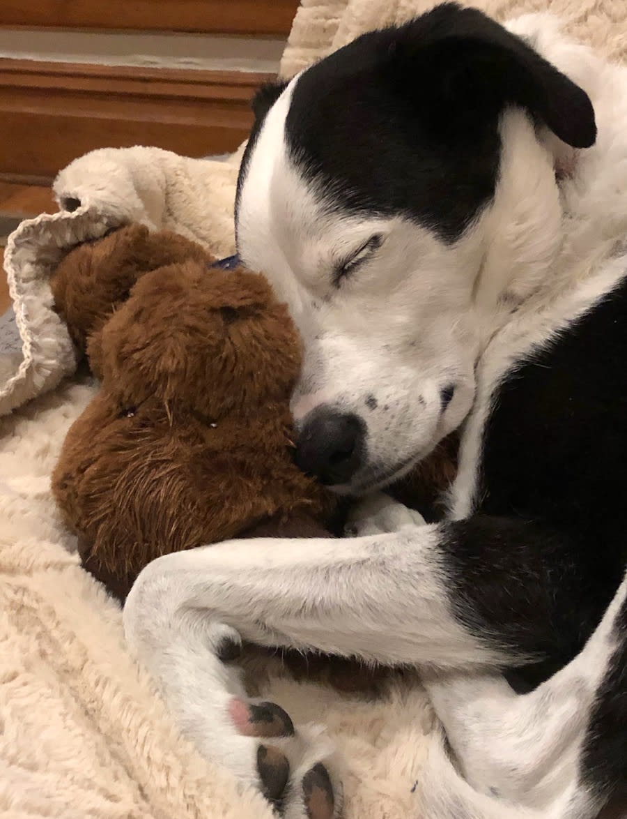 Sleeps with Dogs inception-app-prod/MDRiYTdlMGQtYzNkNC00OGUzLWFjNmEtZjQyN2QxZTdjYTU2/content/2022/05/c47f45fa2feb9f231bf36eac9884f5adbba16f9c.jpg