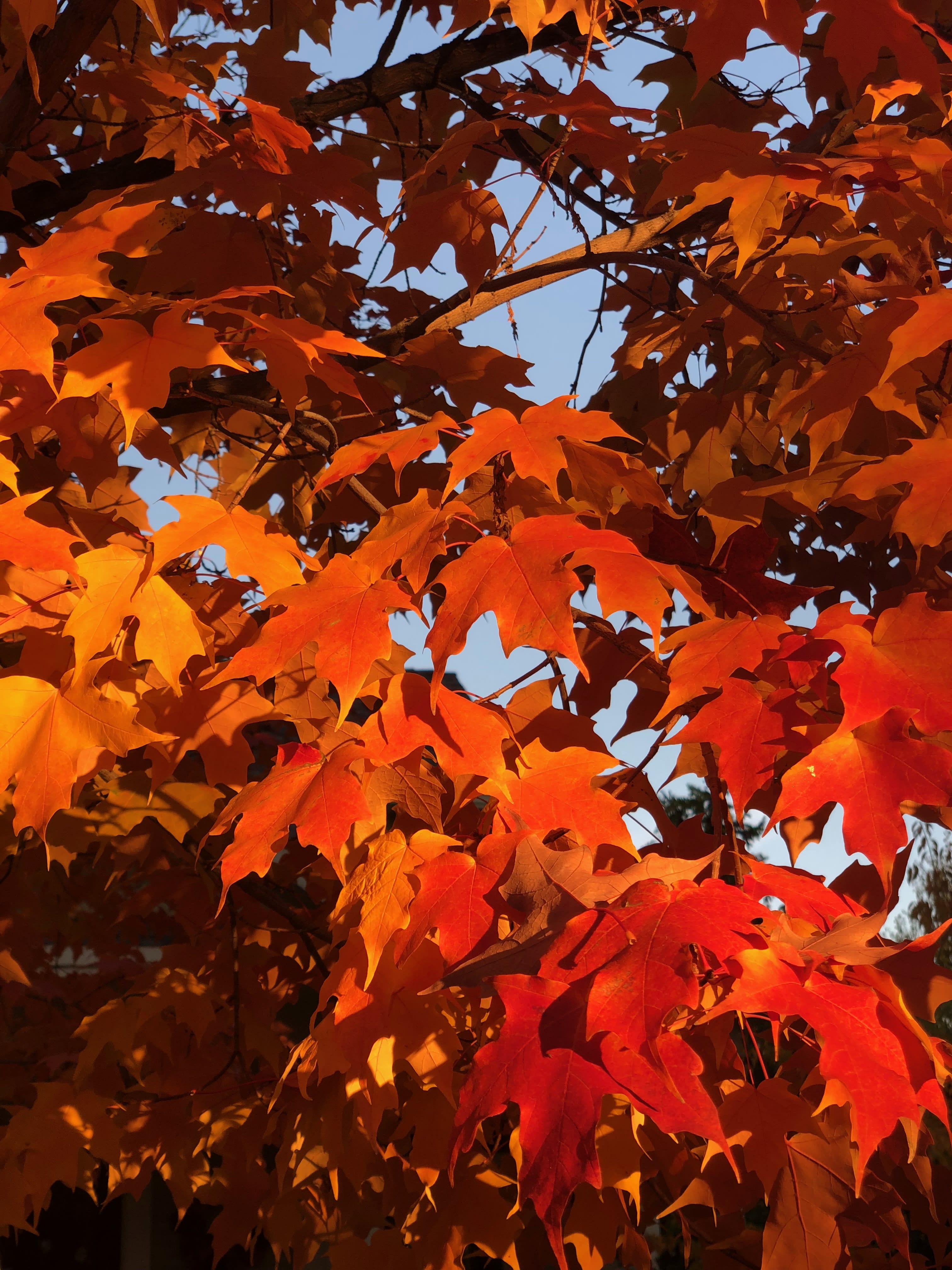 Free Curbside Leaf Collection Throughout Leaf Season inception-app-prod/MDRiYTdlMGQtYzNkNC00OGUzLWFjNmEtZjQyN2QxZTdjYTU2/content/2022/09/64ebbe8d41b29a0d8d19a5700f1a3a769e31fd68.jpg