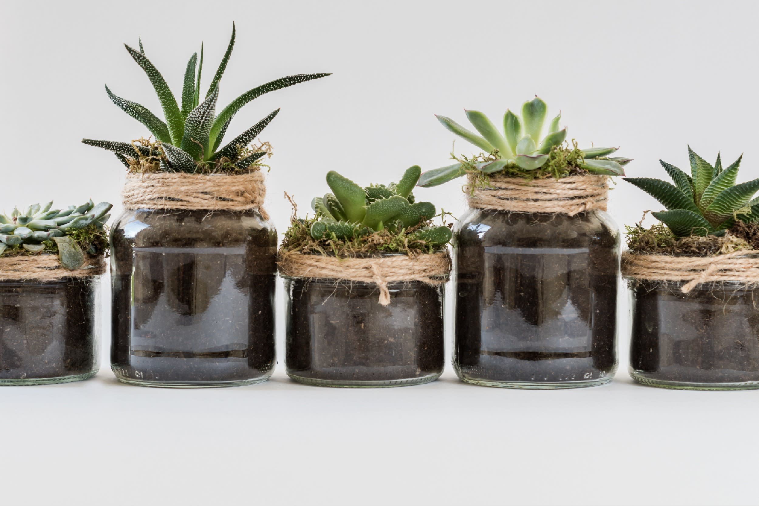 House Plant Appreciation! inception-app-prod/MDRiYTdlMGQtYzNkNC00OGUzLWFjNmEtZjQyN2QxZTdjYTU2/content/2023/01/5aaba2f75716925ba422ef22abc303b07ba452fe.jpeg