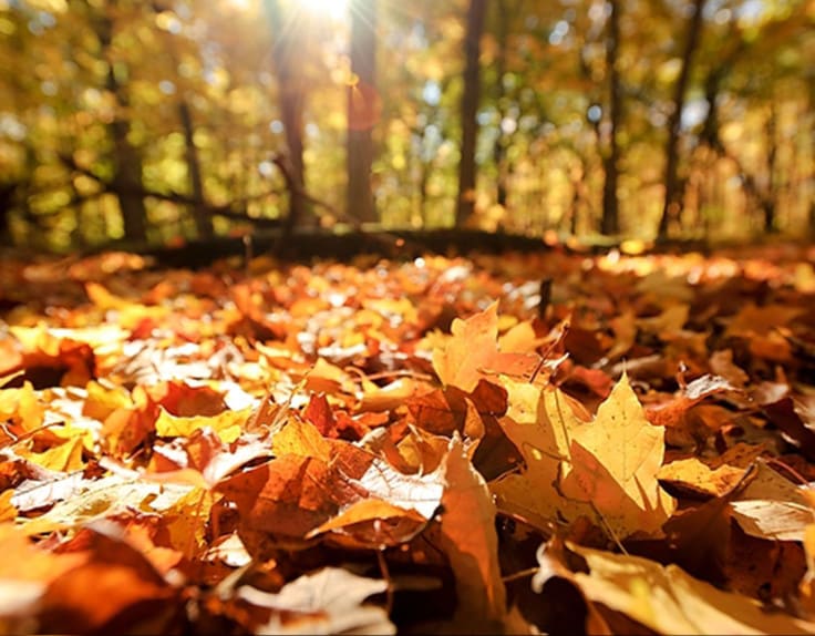 Autumn is a great time for Real Estate! inception-app-prod/MDZiZGMwM2UtNjQ4ZC00OGQ3LWI2OWMtYmYxNjMwYjU1MWI4/content/2016/11/thanksgiving-4.jpg